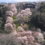 ニュータウンの住民らの管理で美しく花を咲かせたエドヒガンの群落＝２８日午前、川西市水明台１