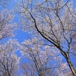 青空を背景に咲き誇るエドヒガンの群落＝川西市水明台１