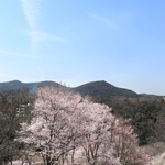 住民が育てた菜の花と競演する満開のエドヒガン＝川西市水明台１