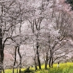 住民が育てた菜の花と競演する満開のエドヒガン＝川西市水明台１