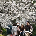 見頃になったソメイヨシノを眺めながら歩く人たち＝宝塚市栄町１