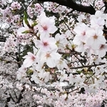 見頃になったソメイヨシノを眺めながら歩く人たち＝宝塚市栄町１