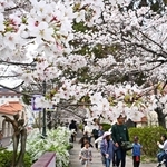 満開となったソメイヨシノ＝宝塚市栄町１