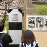 お披露目された石碑。大勢のパンダファンが駆けつけた＝３１日午前、神戸市灘区王子町３（撮影・吉田敦史）