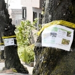 倒木の恐れがあるため、植え替えることを知らせる張り紙＝神戸市灘区高尾通４