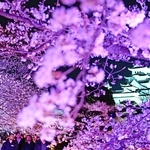 ライトアップされたサクラ＝姫路市本町、姫路城西の丸庭園