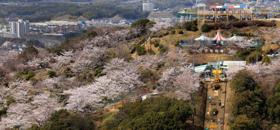 斜面を染めるピンク 海を見下ろす絶景遊園地にぎわい 神戸・須磨|社会
