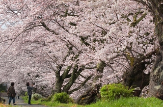 陽気に誘われ一気に花開いた黒井川沿いの桜並木。河川工事によって近い将来姿を消す＝丹波市春日町黒井