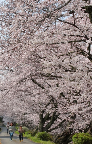 陽気に誘われ一気に花開いた黒井川沿いの桜並木。河川工事によって近い将来姿を消す＝丹波市春日町黒井