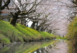 陽気に誘われ一気に花開いた黒井川沿いの桜並木。河川工事によって近い将来姿を消す＝丹波市春日町黒井