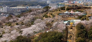 神戸市西部のまち並みを背に淡いピンク色で山を彩る桜＝神戸市須磨区西須磨から垂水区塩屋町を望む