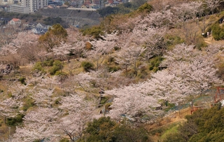 淡いピンク色で山を彩る桜＝神戸市垂水区塩屋町（撮影・吉田敦史）