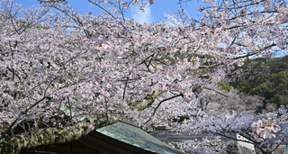 境内を彩るサクラ＝淡路市佐野、円城寺