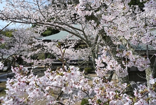 境内を彩るサクラ＝淡路市佐野、円城寺