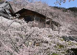 境内を彩るサクラ＝淡路市佐野、円城寺