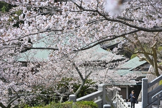境内を華やかに飾るサクラ＝２日午前、淡路市佐野、円城寺