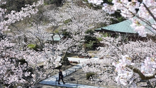 境内を華やかに飾るサクラ＝淡路市佐野、円城寺