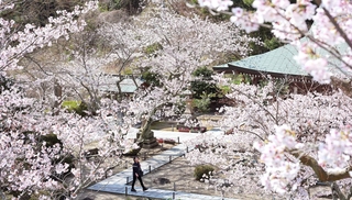 境内を華やかに飾るサクラ＝淡路市佐野、円城寺