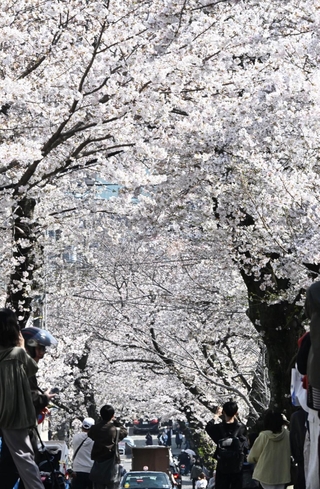 満開となった通称「桜のトンネル」のソメイヨシノ＝３日午後、神戸市灘区