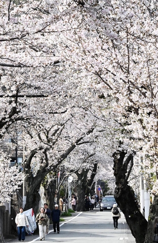 満開となった通称「桜のトンネル」のソメイヨシノ＝３日午後、神戸市灘区