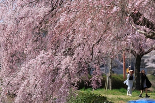 立派に咲き誇るシダレザクラ＝加東市、千鳥川桜堤公園