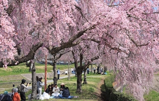 立派に咲き誇るシダレザクラ＝加東市、千鳥川桜堤公園