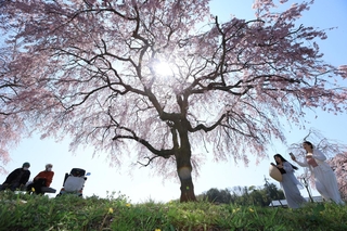 立派に咲き誇るシダレザクラ＝加東市、千鳥川桜堤公園