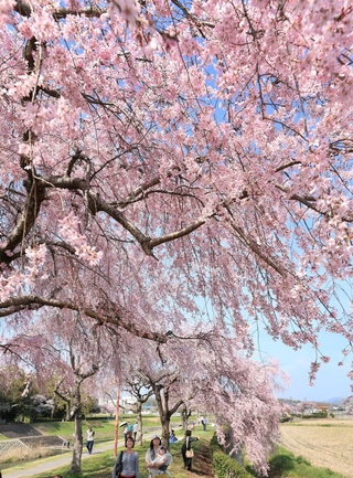 立派に咲き誇るシダレザクラ＝加東市、千鳥川桜堤公園