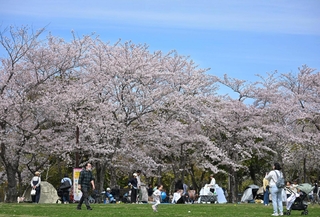 青空の下、花見客でにぎわう芝生広場＝５日午前、神戸市北区のしあわせの村