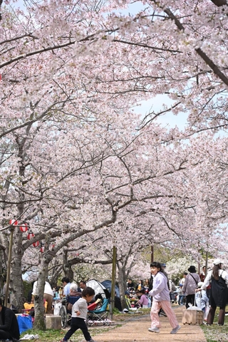 花見客でにぎわう芝生広場＝５日午前、神戸市北区のしあわせの村