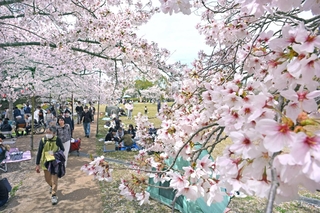 花見客でにぎわう芝生広場＝５日午前、神戸市北区のしあわせの村