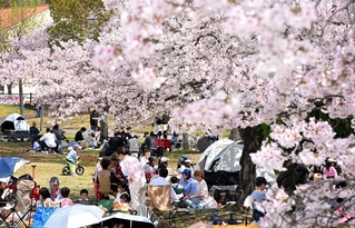 花見客でにぎわう芝生広場＝５日午前、神戸市北区のしあわせの村