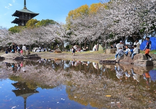 水面に映り込む桜。温かな陽気の下、家族連れらでにぎわった＝兵庫県播磨町上野添２、野添北公園