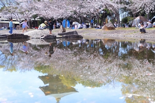 水面に映り込む桜。家族連れらでにぎわった＝兵庫県播磨町上野添２、野添北公園（撮影・吉田敦史）