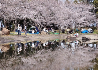 水面に映り込む桜。家族連れらでにぎわった＝兵庫県播磨町上野添２、野添北公園（撮影・吉田敦史）