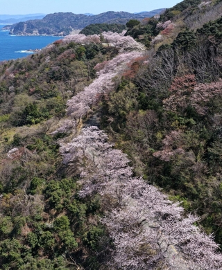 但馬漁火ラインに沿って連なる桜＝８日午後、豊岡市竹野町田久日（ドローンで撮影）