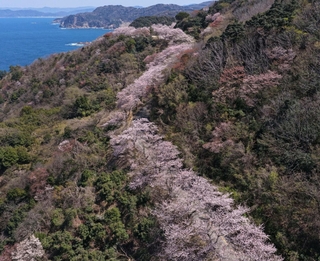但馬漁火ラインに沿って連なる桜＝８日午後、豊岡市竹野町田久日（ドローンで撮影）