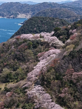 但馬漁火ラインに沿って連なる桜＝８日午後、豊岡市竹野町田久日（ドローンで撮影）