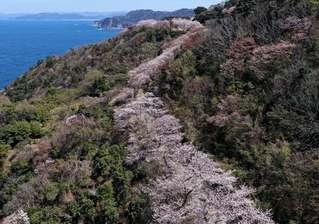 但馬漁火ラインに沿って連なる桜＝８日午後、豊岡市竹野町田久日（ドローンで撮影）