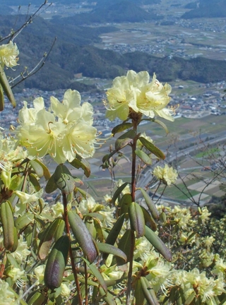 山上でレモン色の花を咲かせるヒカゲツツジ＝丹波市・向山連山から丹波市氷上町を望む