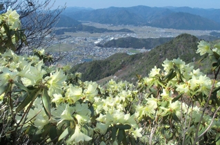 山上でレモン色の花を咲かせるヒカゲツツジ＝丹波市・向山連山から丹波市氷上町を望む
