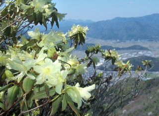 山上でレモン色の花を咲かせるヒカゲツツジ＝丹波市・向山連山から丹波市氷上町を望む