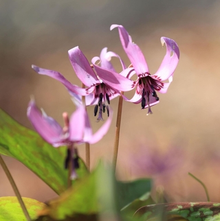 可憐な花を咲かせるカタクリ＝神戸市灘区六甲山町、六甲高山植物園