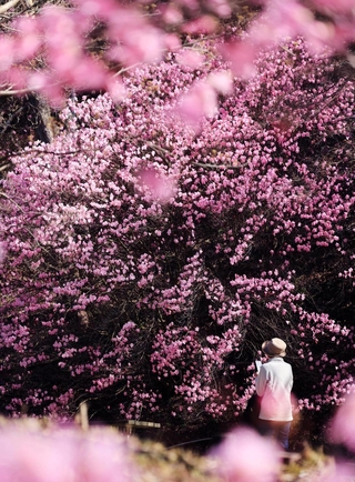 ピンク色の鮮やかな花を咲かせるツツジの一種「アカヤシオ」＝神戸市灘区六甲山町、六甲高山植物園