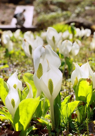 高地に春を告げるミズバショウ＝神戸市灘区六甲山町、六甲高山植物園