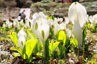高地に春を告げるミズバショウ＝神戸市灘区六甲山町、六甲高山植物園