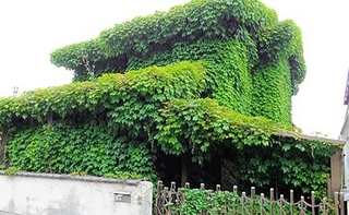 全体がツタに覆われた空き家。所有者不明建物管理制度を使って売却され、解体された＝２０２４年、神戸市西区（同市提供）