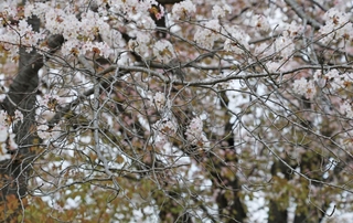 樹勢が弱り、花が付かなくなった枝も見られる＝神戸市西区王塚台４