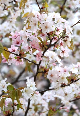花びらは徐々に薄ピンクから濃いピンク色へと変化する＝神戸市西区王塚台４