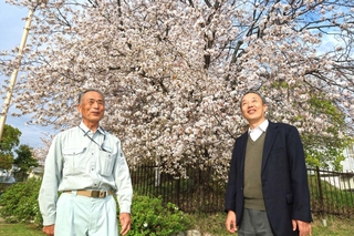見頃を迎えた「王塚姫桜」の前で語る樹木医の志方清広さん（左）と藤原隆之さん＝神戸市西区王塚台４、幣塚古墳